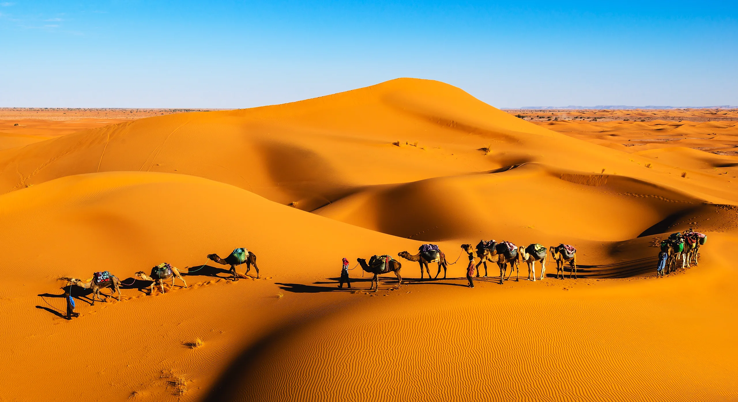 A camel caravan crossing Sahara dunes